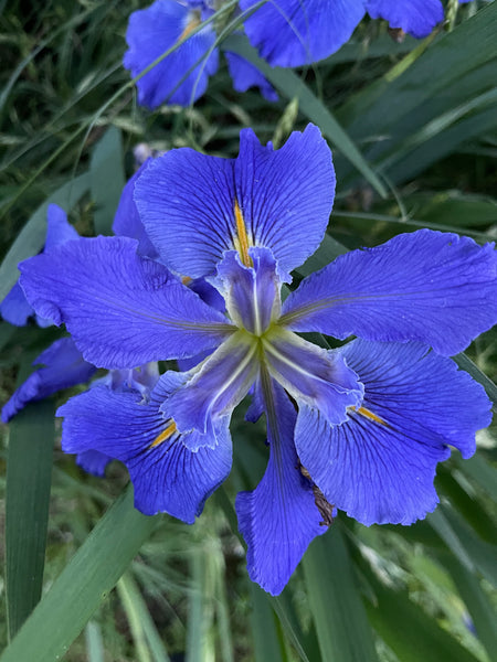 Garden Pictures