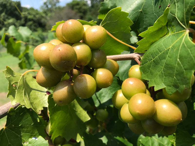 MUSCADINES