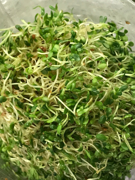 Sprouting